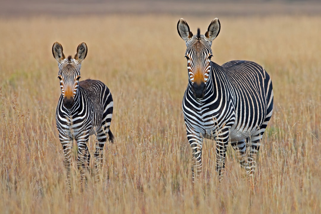 Photo Zebra stripes